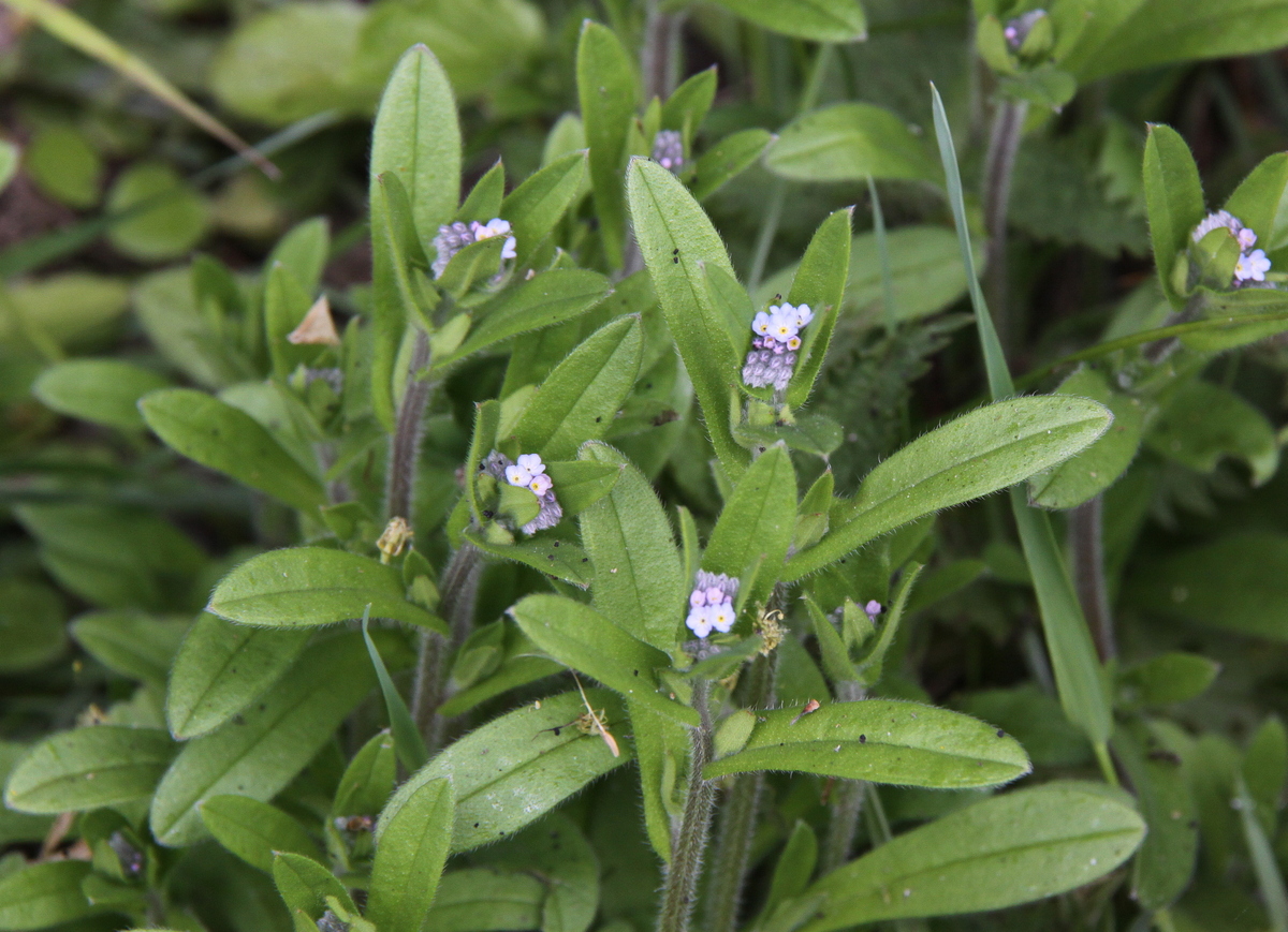 Myosotis arvensis (door Peter Meininger)