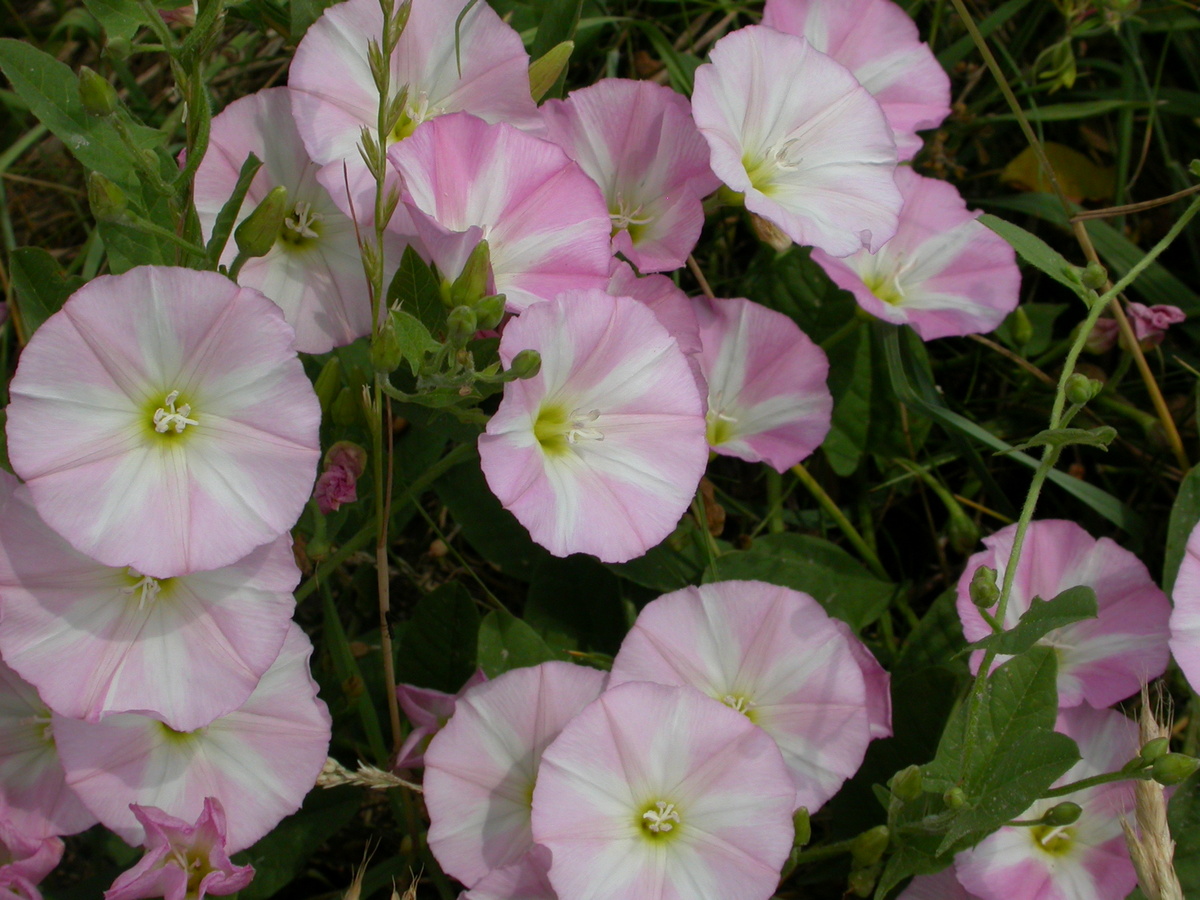 Convolvulus arvensis (door Peter Meininger)