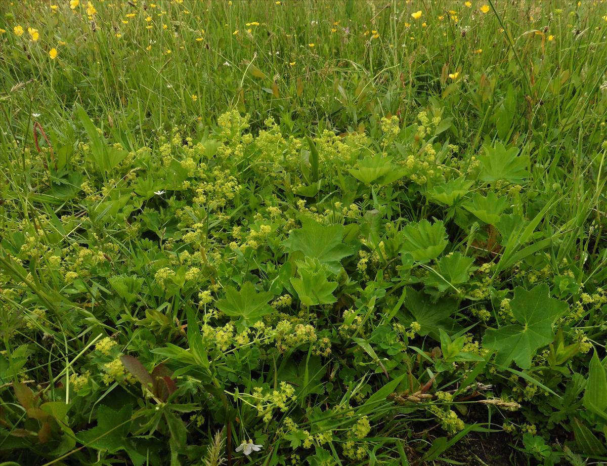 Alchemilla glabra (door Willie Riemsma)