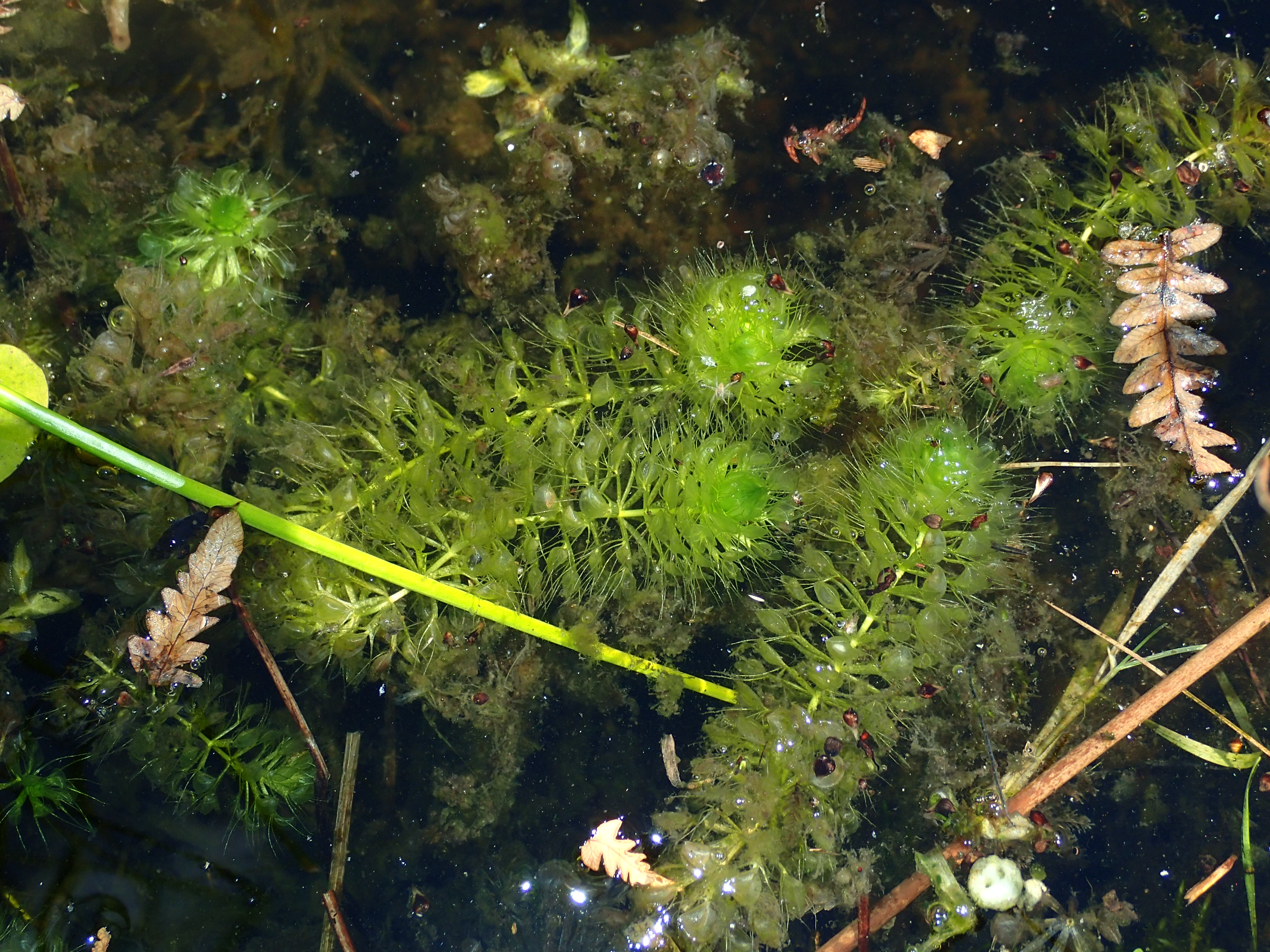 Aldrovanda vesiculosa (door Adrie van Heerden)