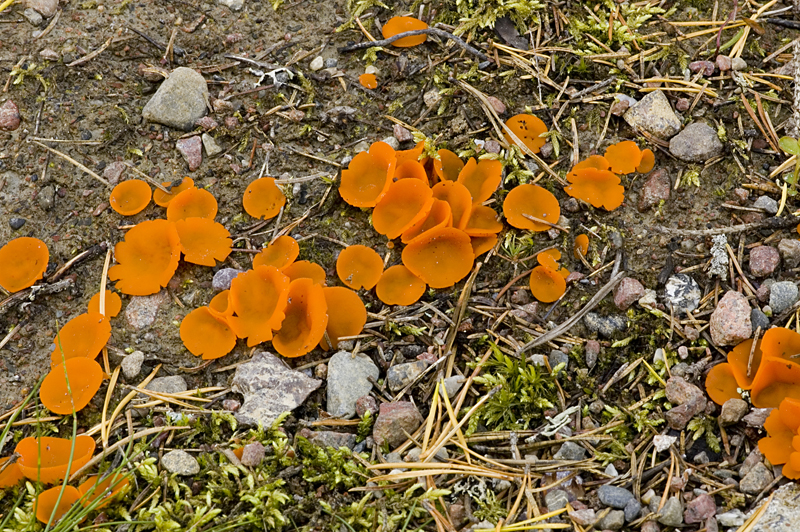 Aleuria aurantia (door Nico Dam)