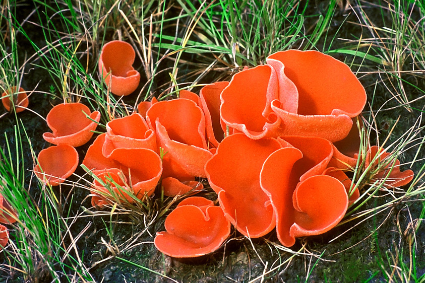 Aleuria aurantia (door Henk Huijser)