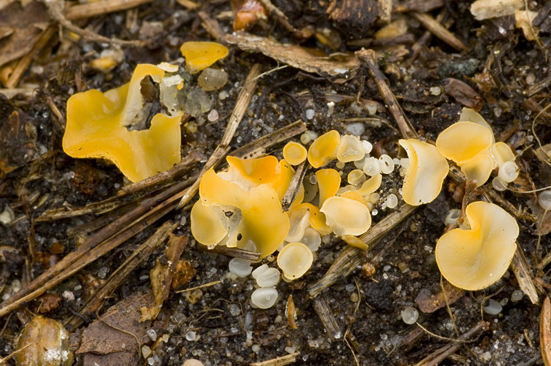 Aleuria bicucullata (door Nico Dam)