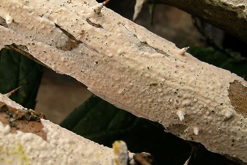 Aleurodiscus aurantius (door Henk Huijser)