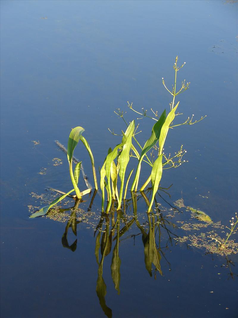 Alisma lanceolatum (door Adrie van Heerden)