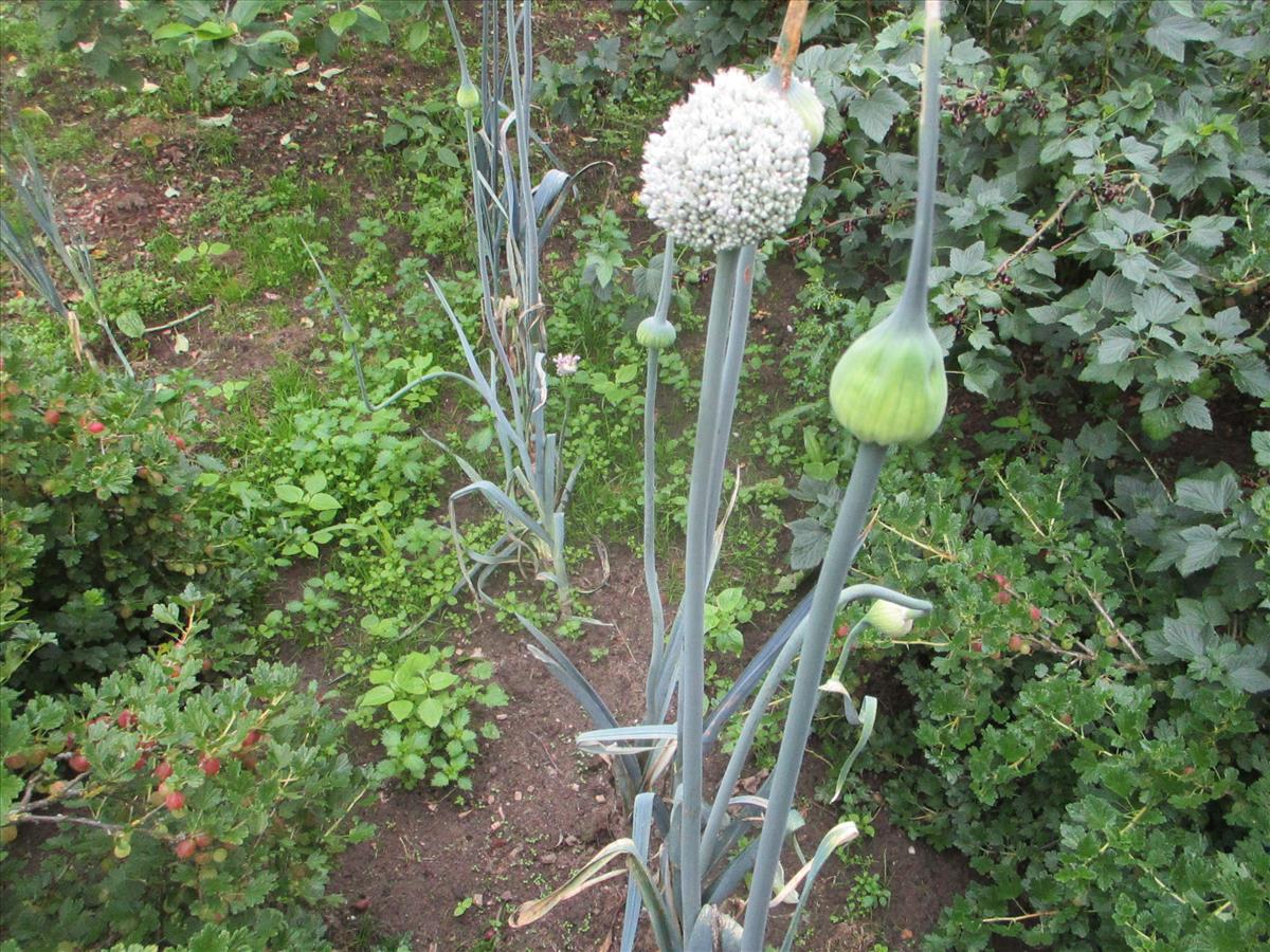 Allium ampeloprasum (door Toon Verrijdt)