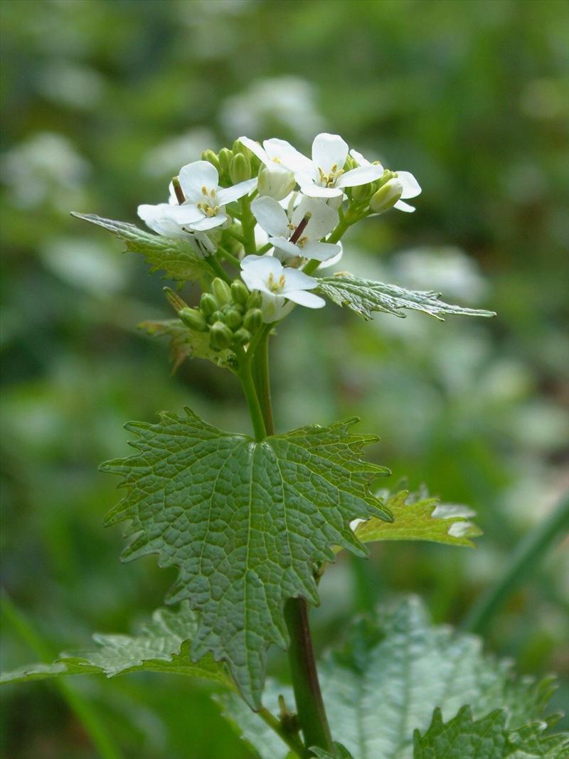 Alliaria petiolata (door Adrie van Heerden)