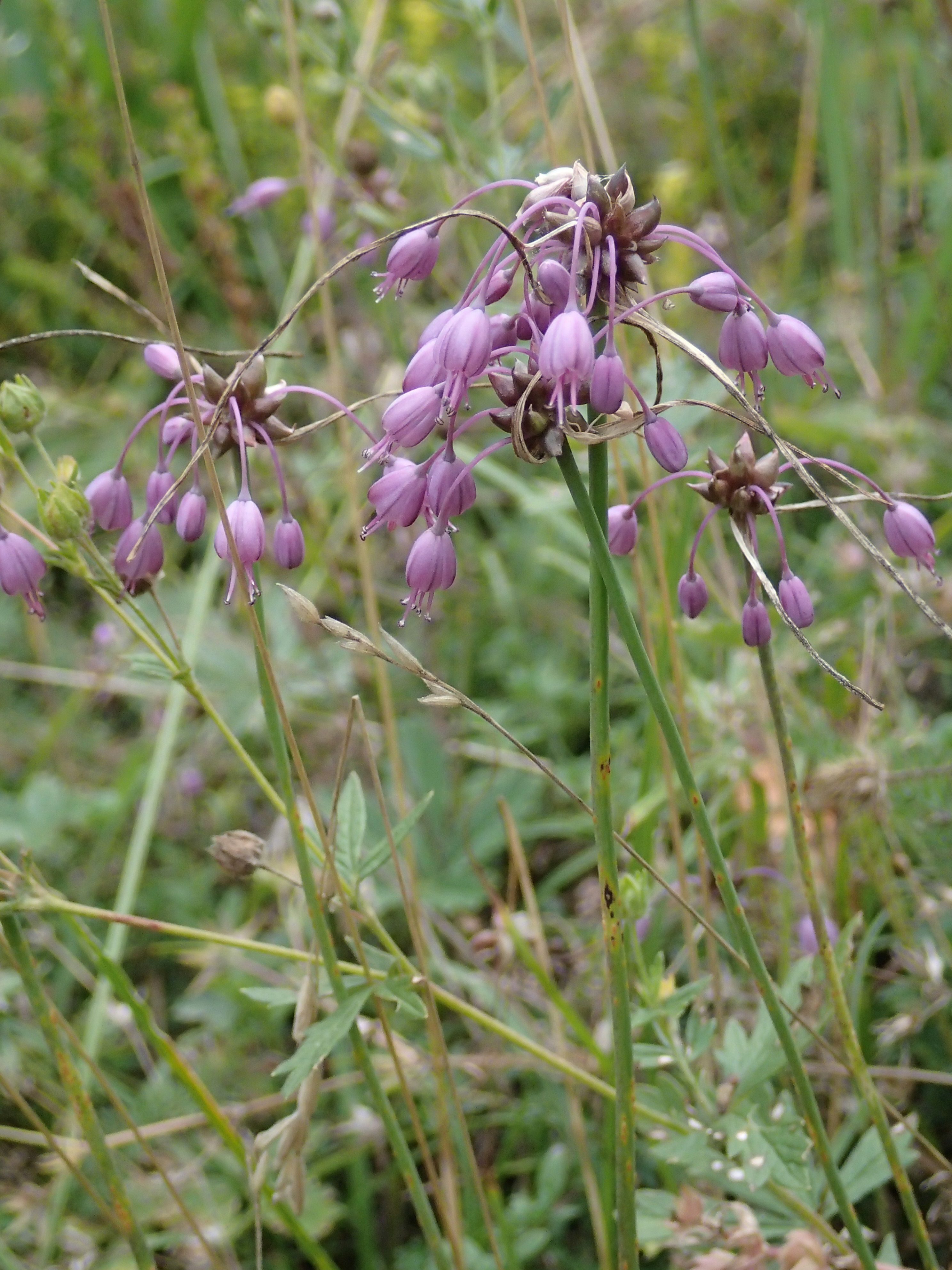 Allium carinatum (door Adrie van Heerden)