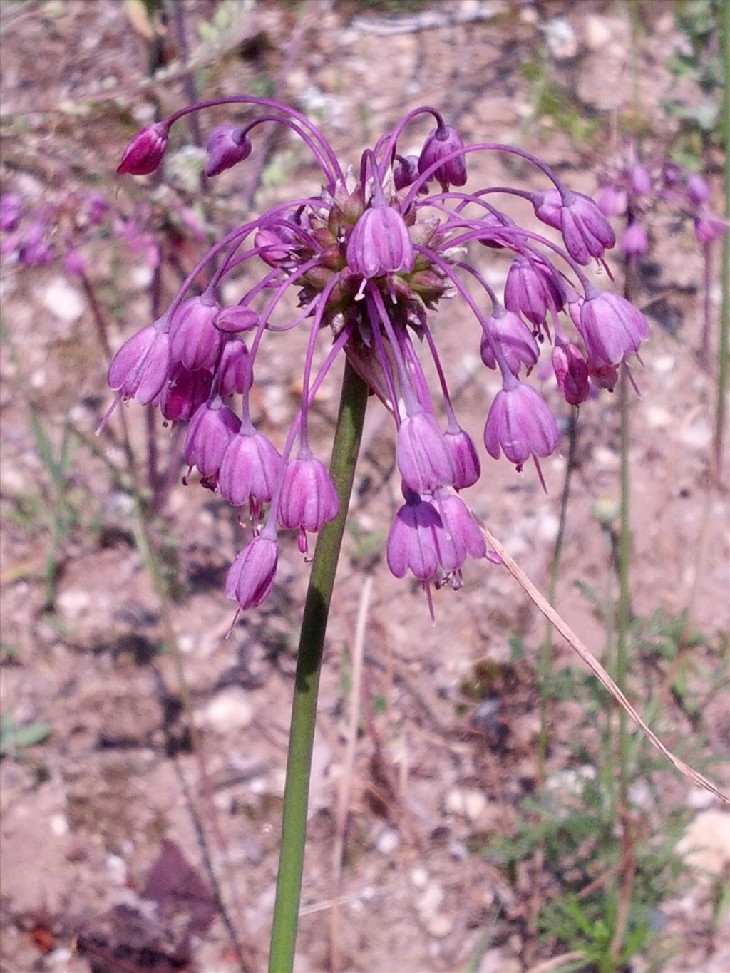 Allium carinatum (door Ruud Beringen)