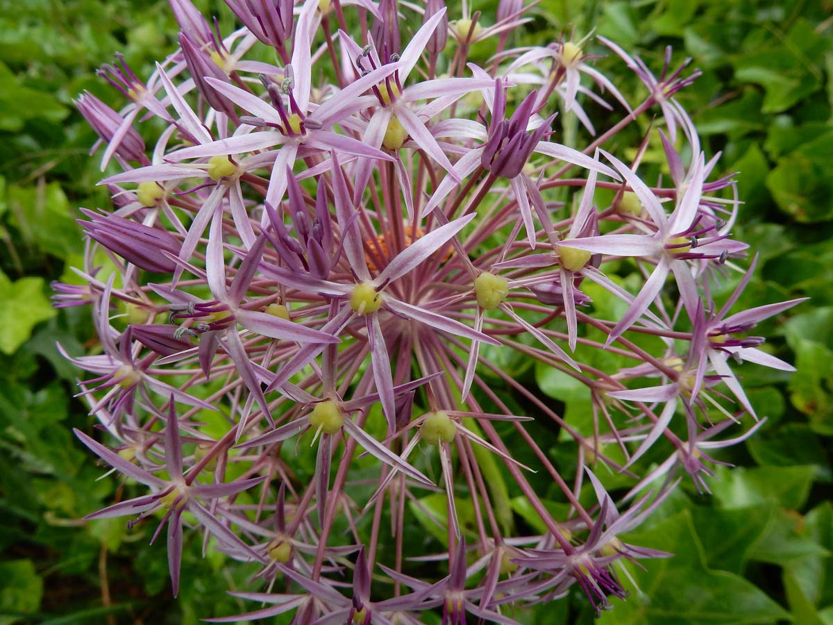 Allium cristophii (door Ed Stikvoort | Saxifraga)