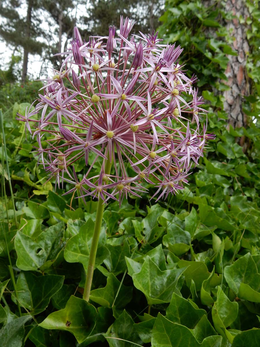 Allium cristophii (door Ed Stikvoort | Saxifraga)