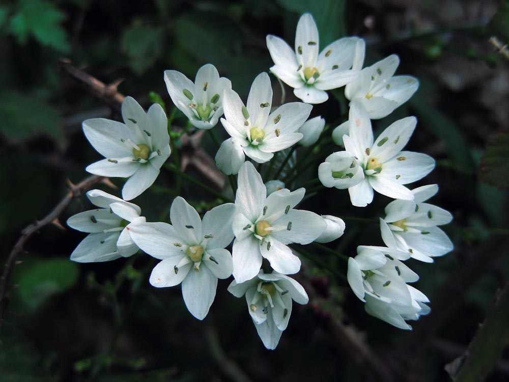 Allium neapolitanum (door Ed Stikvoort | saxifraga.nl)