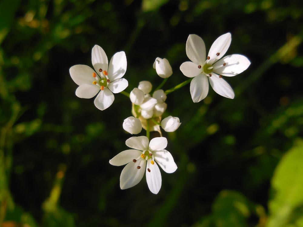 Allium neapolitanum (door Ed Stikvoort | saxifraga.nl)