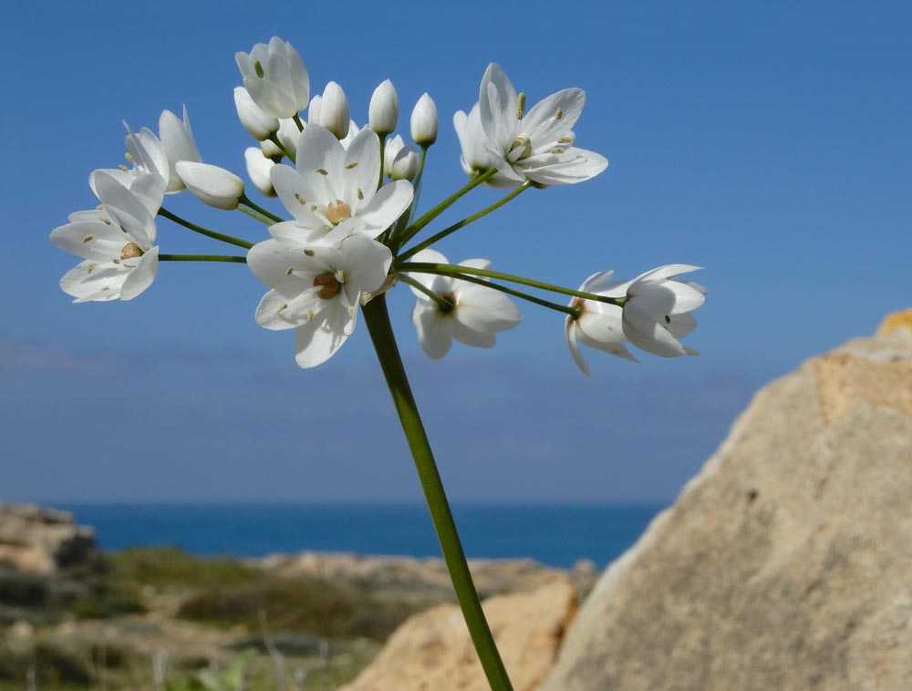 Allium neapolitanum (door Ed Stikvoort | saxifraga.nl)