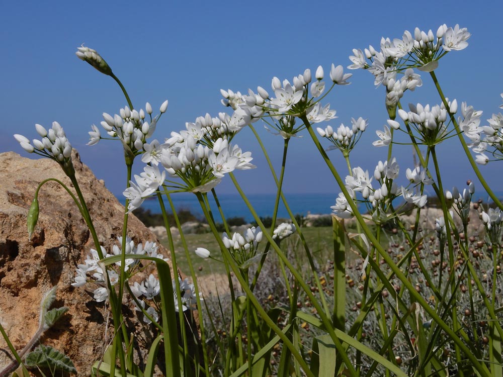 Allium neapolitanum (door Ed Stikvoort | saxifraga.nl)