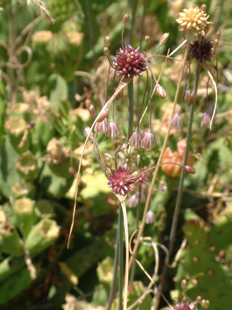 Allium oleraceum (door Adrie van Heerden)