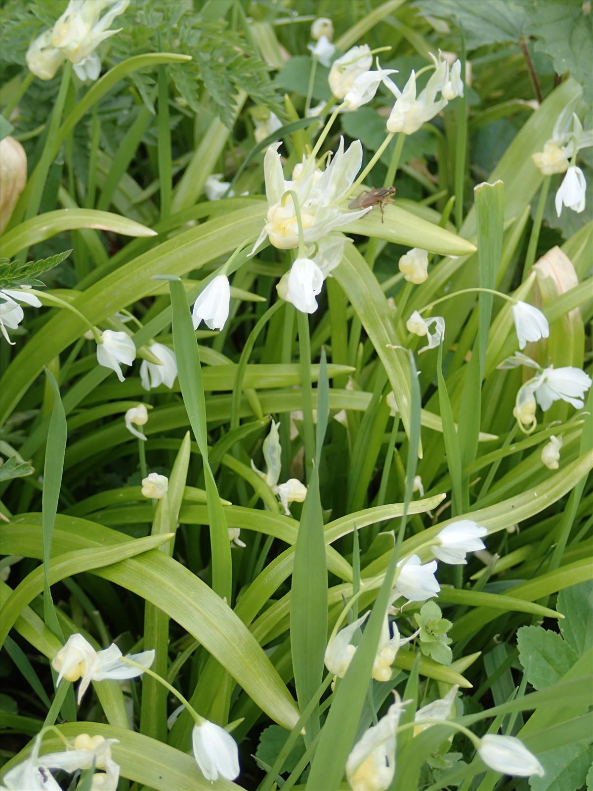 Allium paradoxum (door Adrie van Heerden)