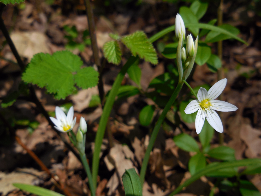 Allium pendulinum (door Ed Stikvoort | Saxifraga)