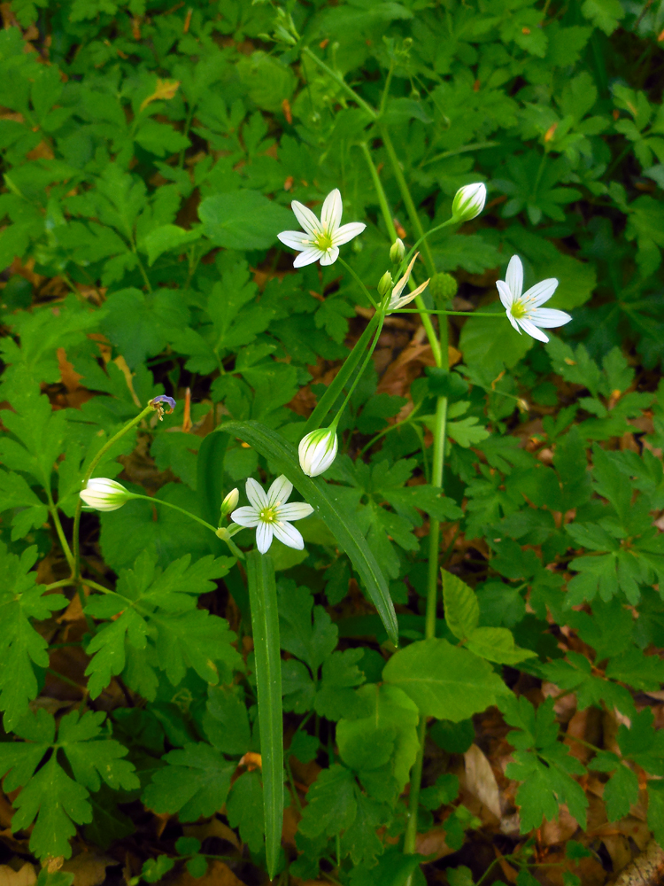 Allium pendulinum (door Ed Stikvoort | Saxifraga)