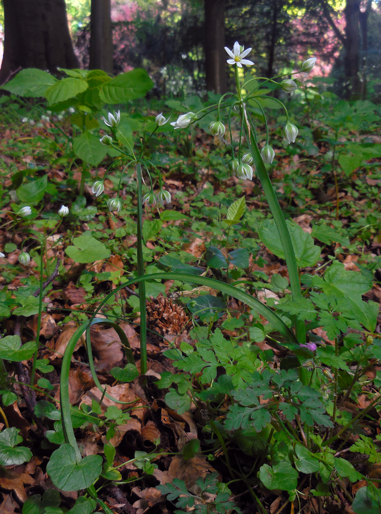 Allium pendulinum (door Ed Stikvoort | Saxifraga)