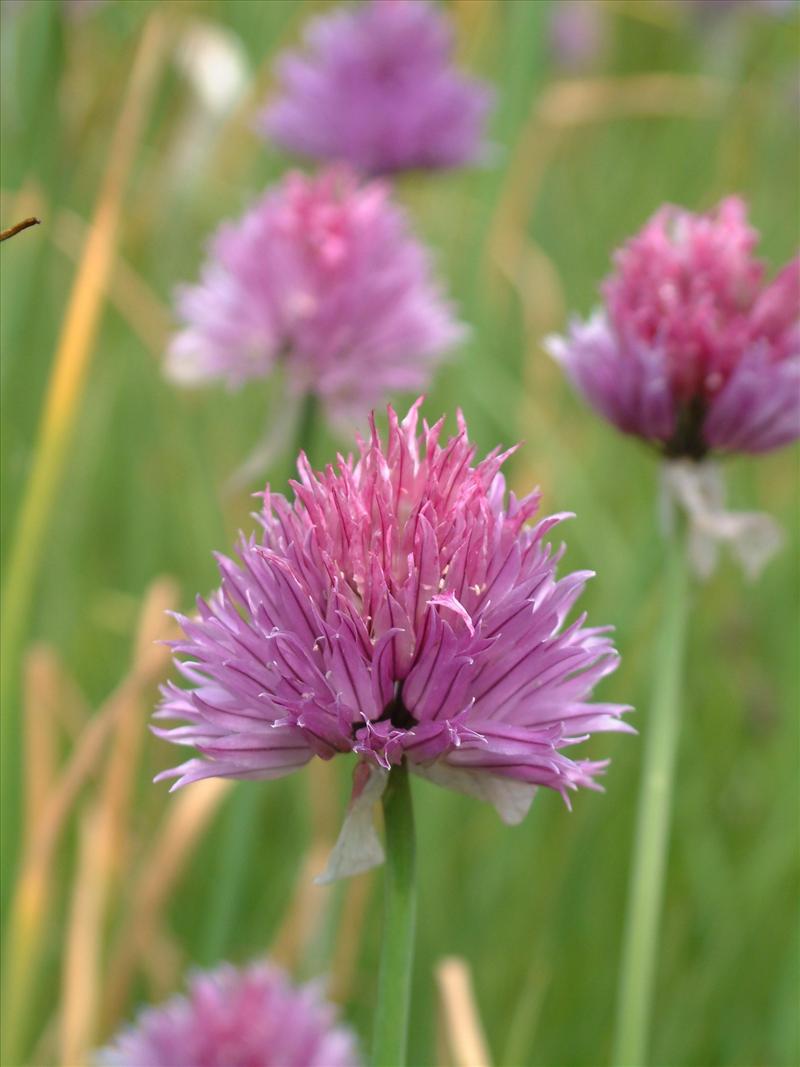 Allium schoenoprasum (door Adrie van Heerden)