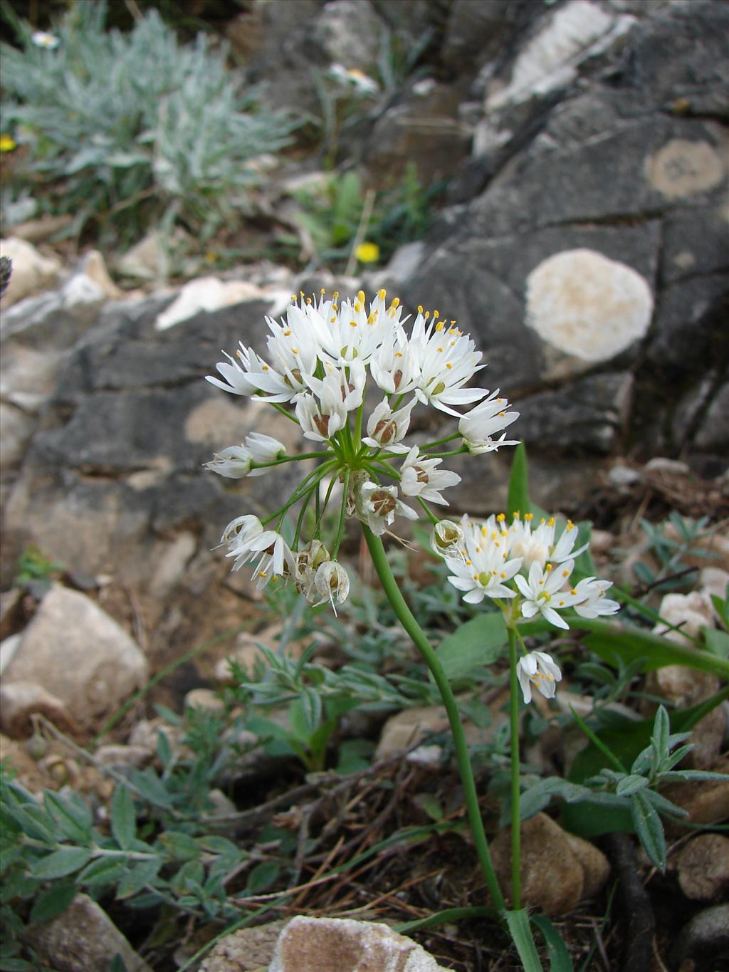 Allium subhirsutum (door Adrie van Heerden)