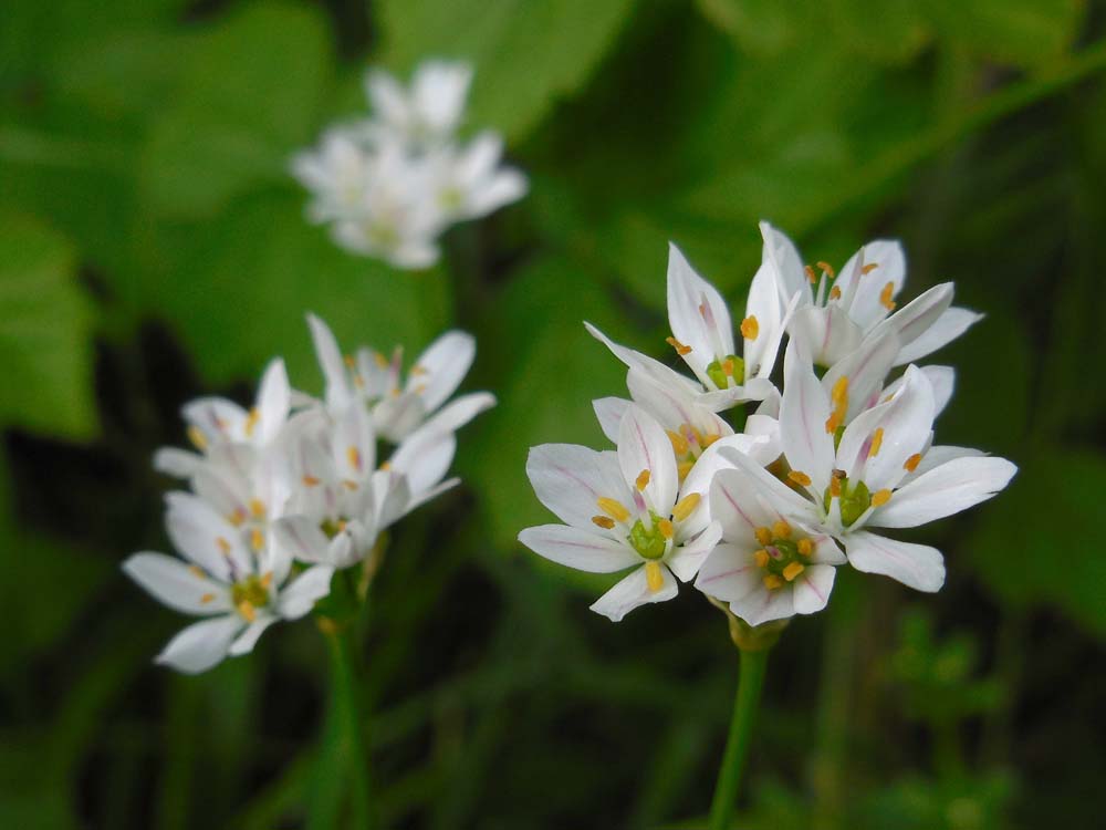 Allium trifoliatum (door Saxifraga-Ed Stikvoort)