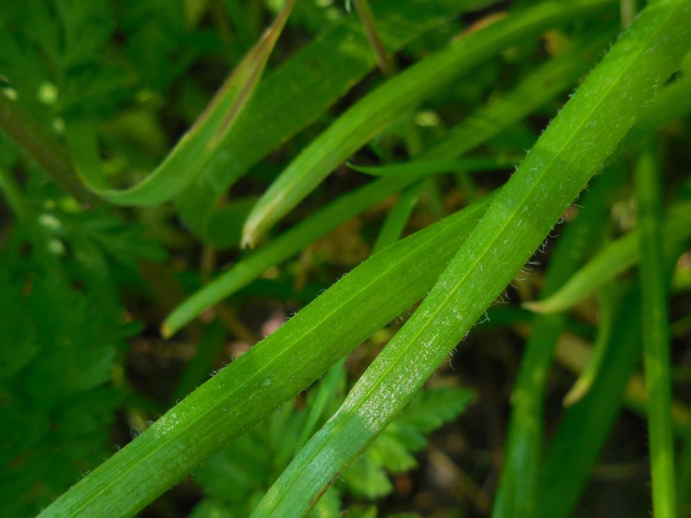 Allium trifoliatum (door Saxifraga-Ed Stikvoort)