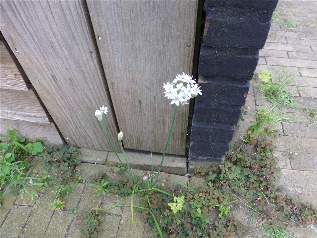 Allium tuberosum (door Claud Biemans)