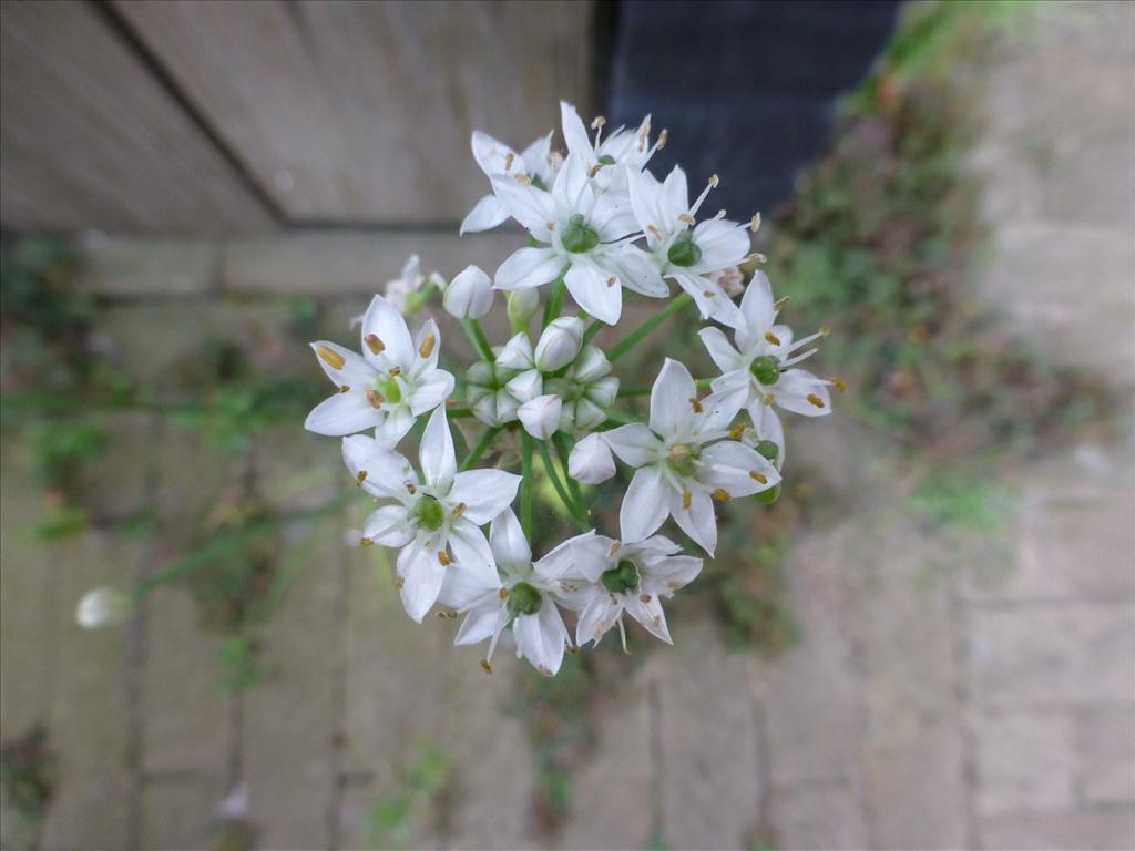 Allium tuberosum (door Claud Biemans)