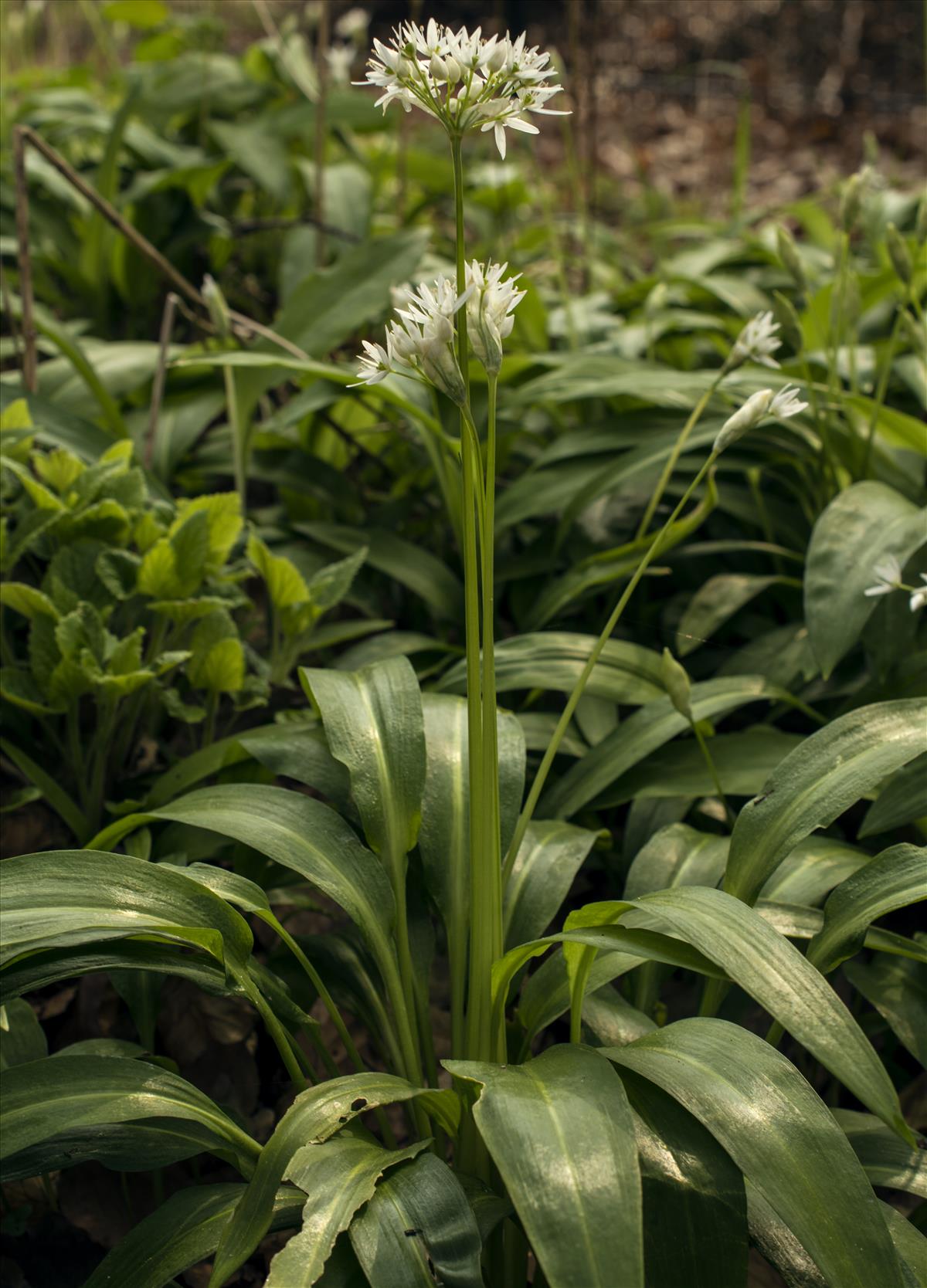 Allium ursinum (door Nils van Rooijen)