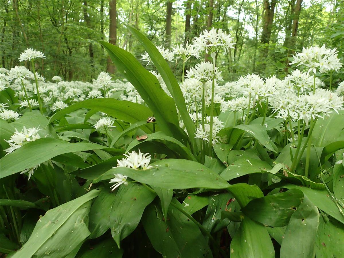 Allium ursinum (door Adrie van Heerden)