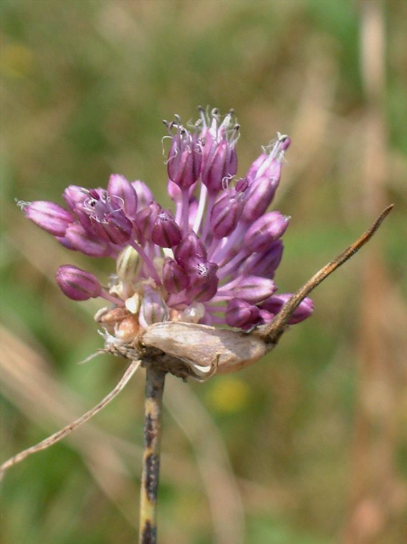 Allium vineale (door Adrie van Heerden)