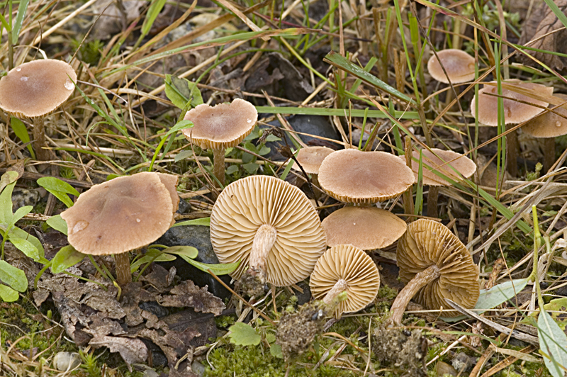 Alnicola amarescens (door Nico Dam)