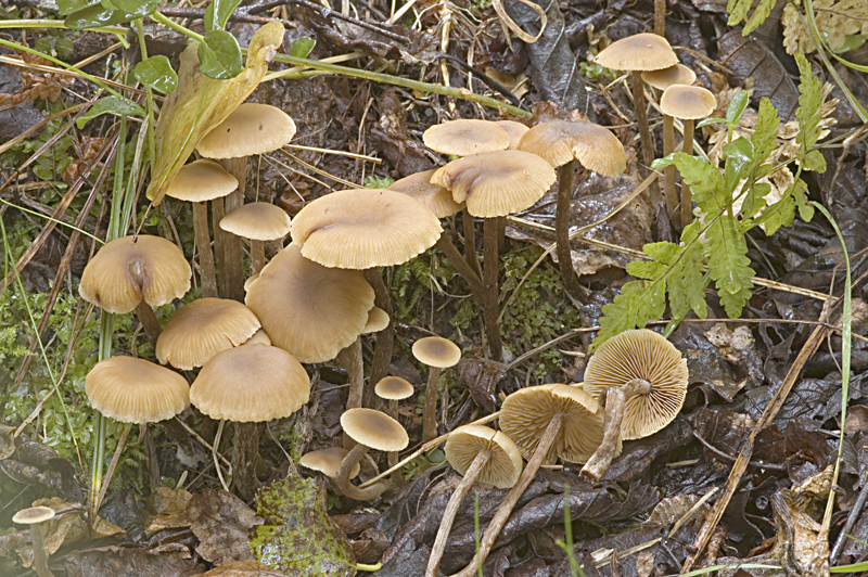 Alnicola striatula (door Nico Dam)