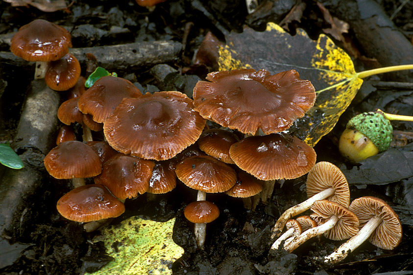 Alnicola bohemica (door Henk Huijser)