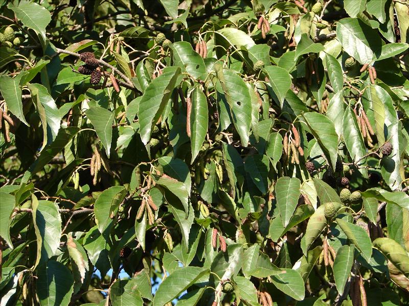 Alnus cordata (door Adrie van Heerden)