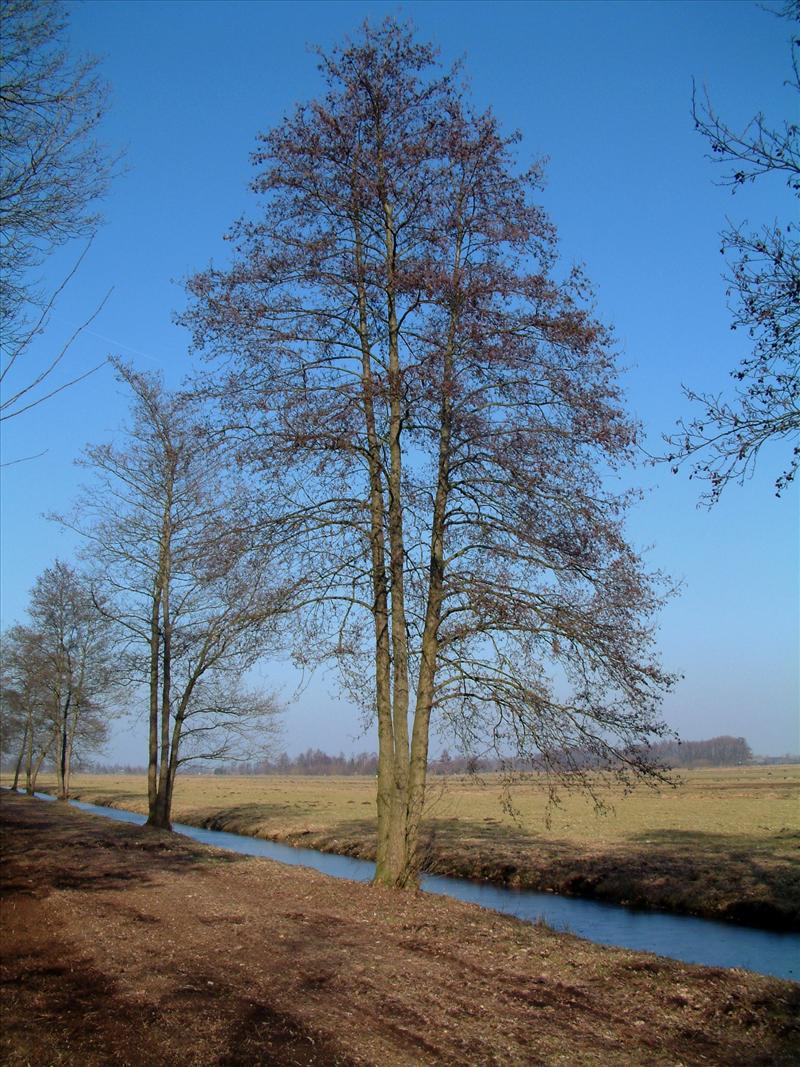 Alnus glutinosa (door Adrie van Heerden)