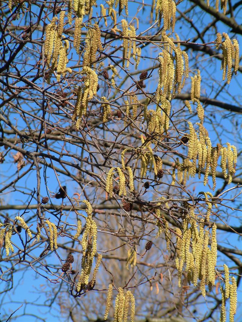 Alnus glutinosa (door Adrie van Heerden)