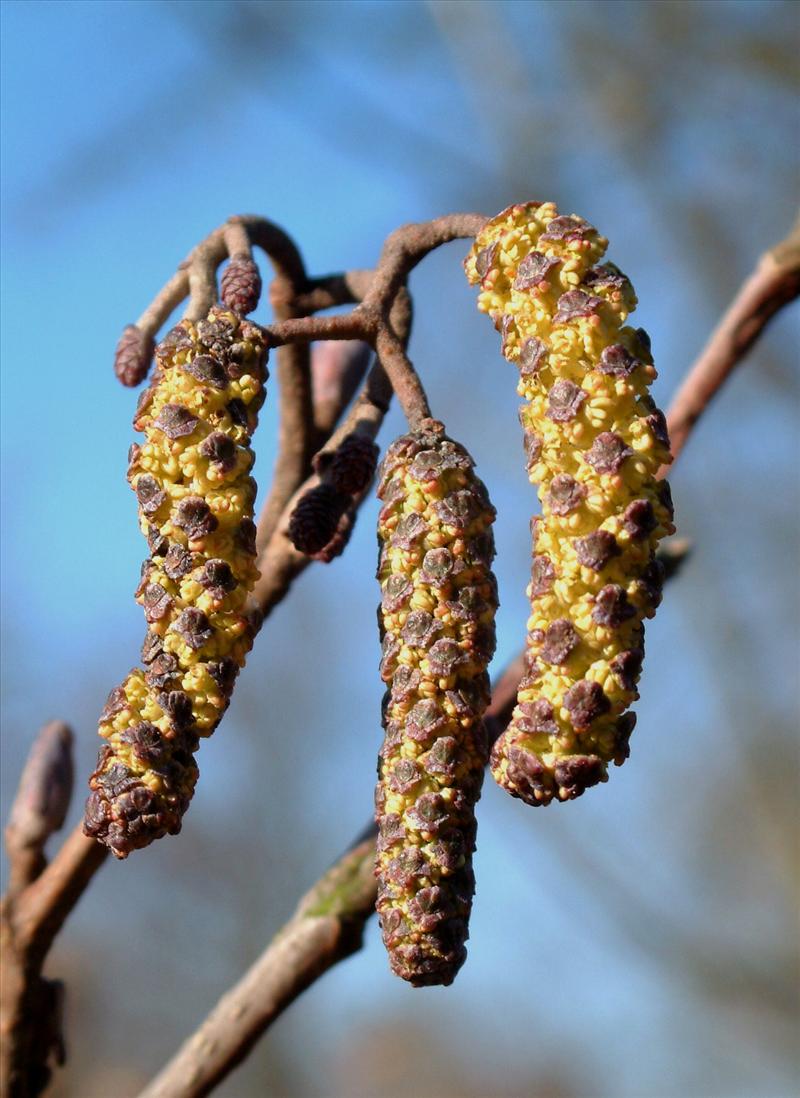 Alnus glutinosa (door Adrie van Heerden)