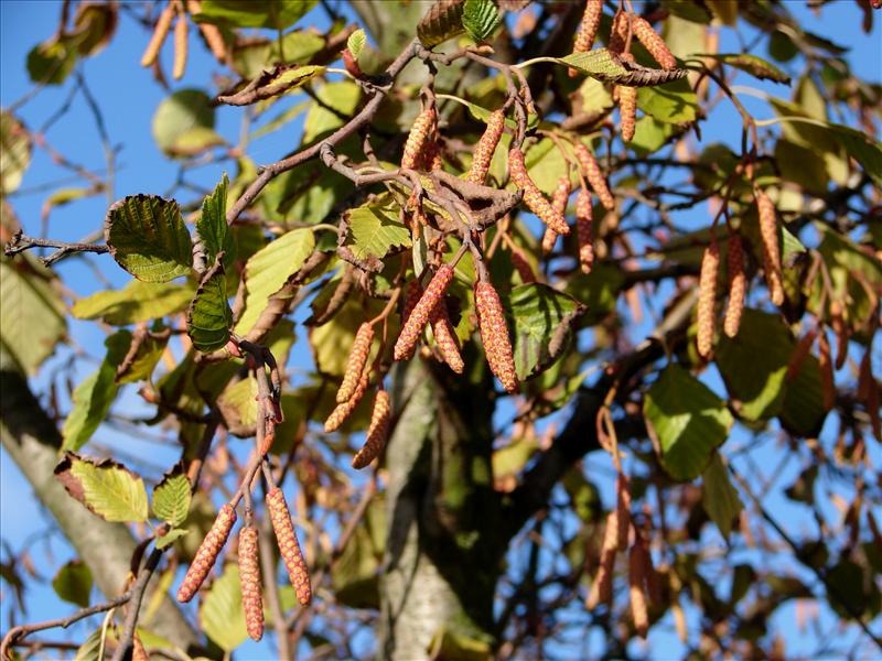 Alnus glutinosa (door Adrie van Heerden)