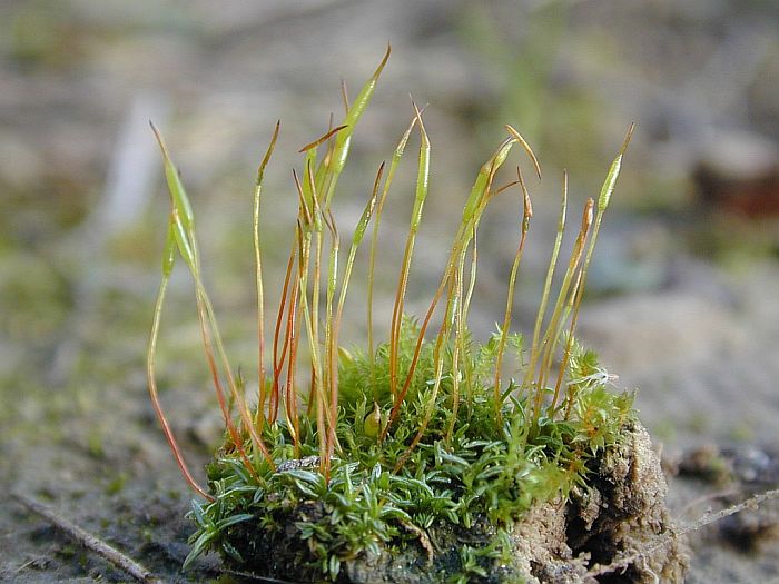 Aloina aloides var. ambigua (door Michael Lueth (www.milueth.de))