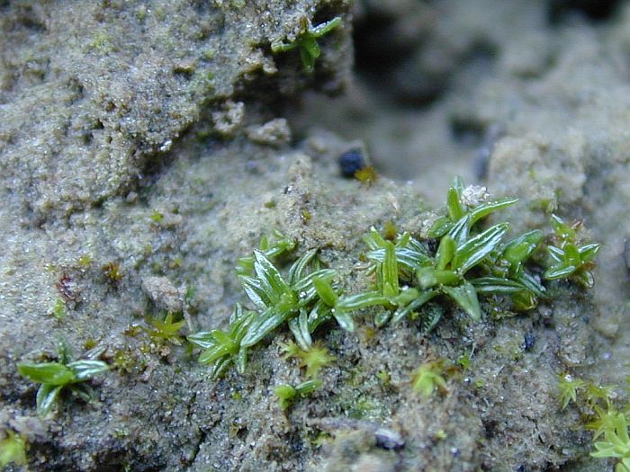 Aloina aloides var. ambigua (door Michael Lueth (www.milueth.de))