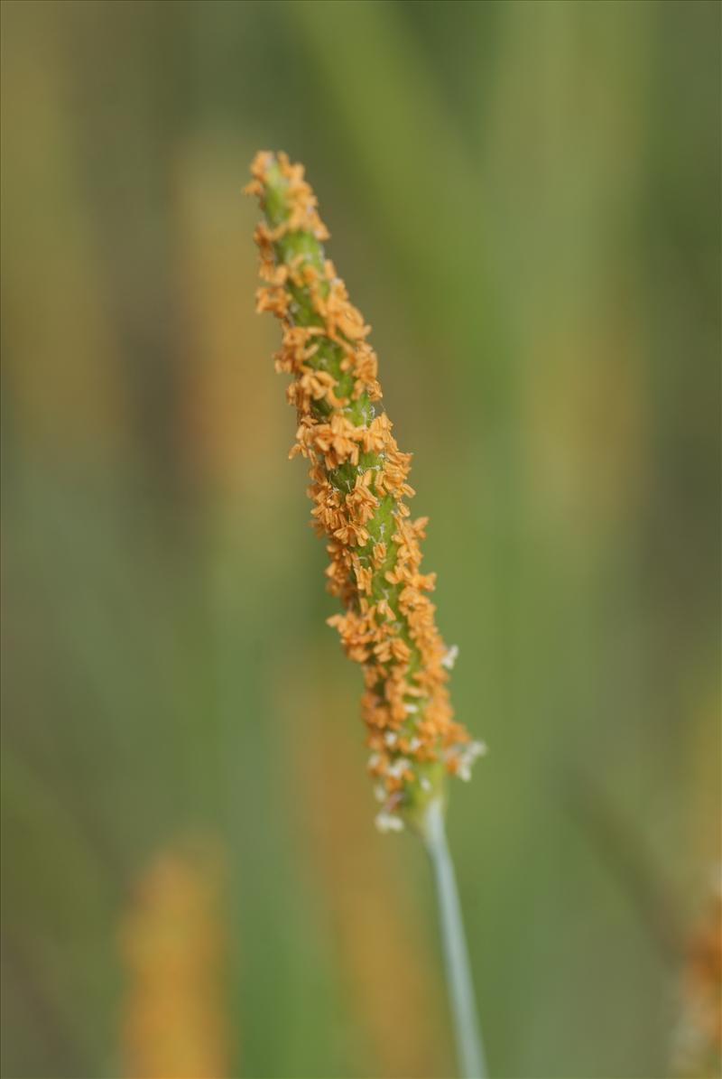 Alopecurus aequalis (door Adrie van Heerden)
