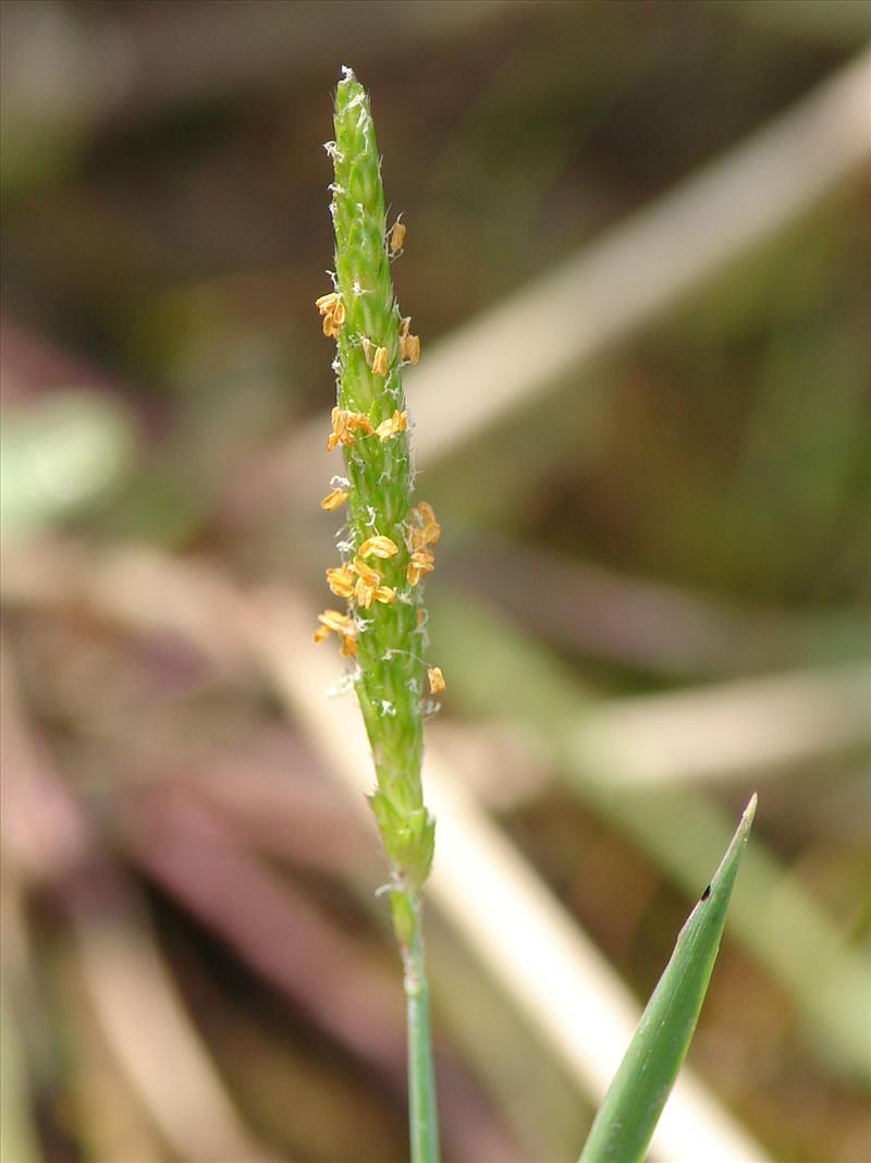 Alopecurus aequalis (door Adrie van Heerden)