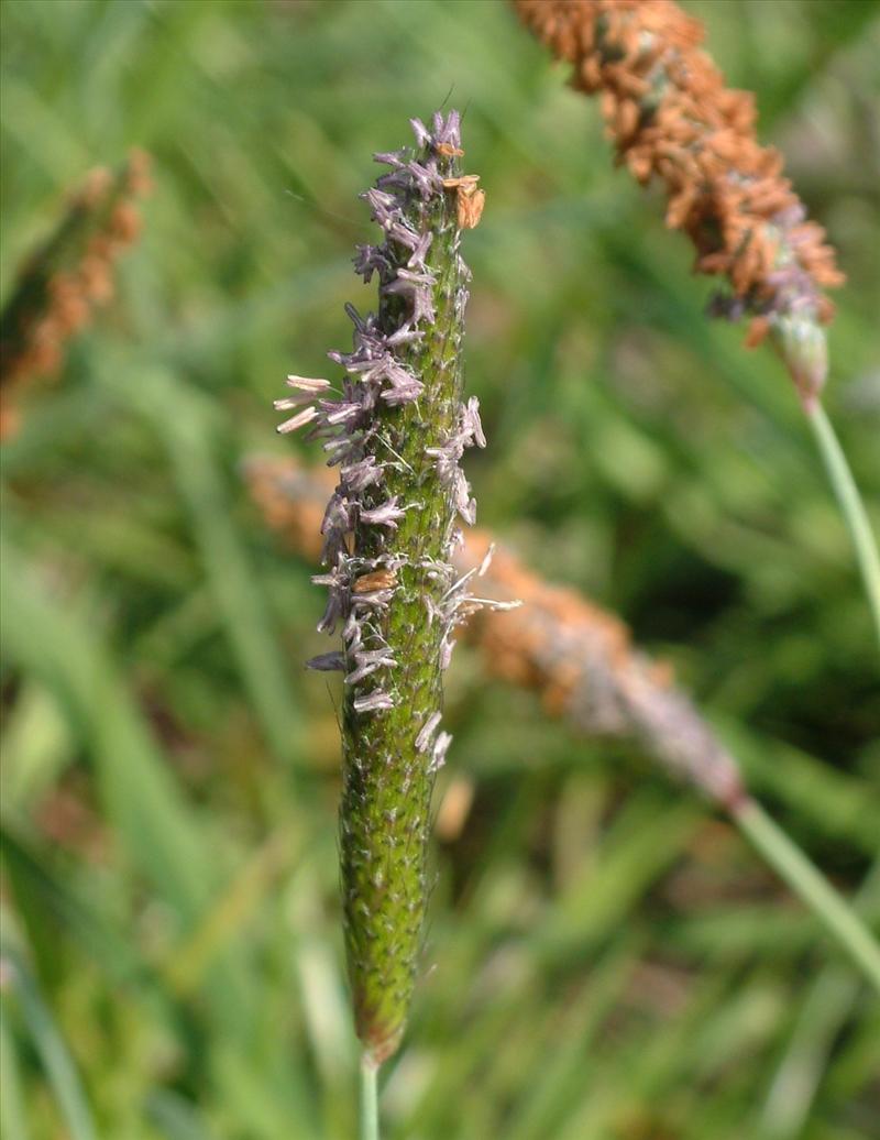 Alopecurus geniculatus (door Adrie van Heerden)