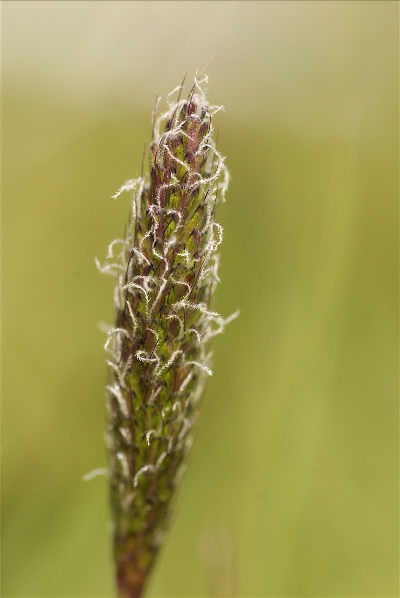 Alopecurus pratensis (door Adrie van Heerden)