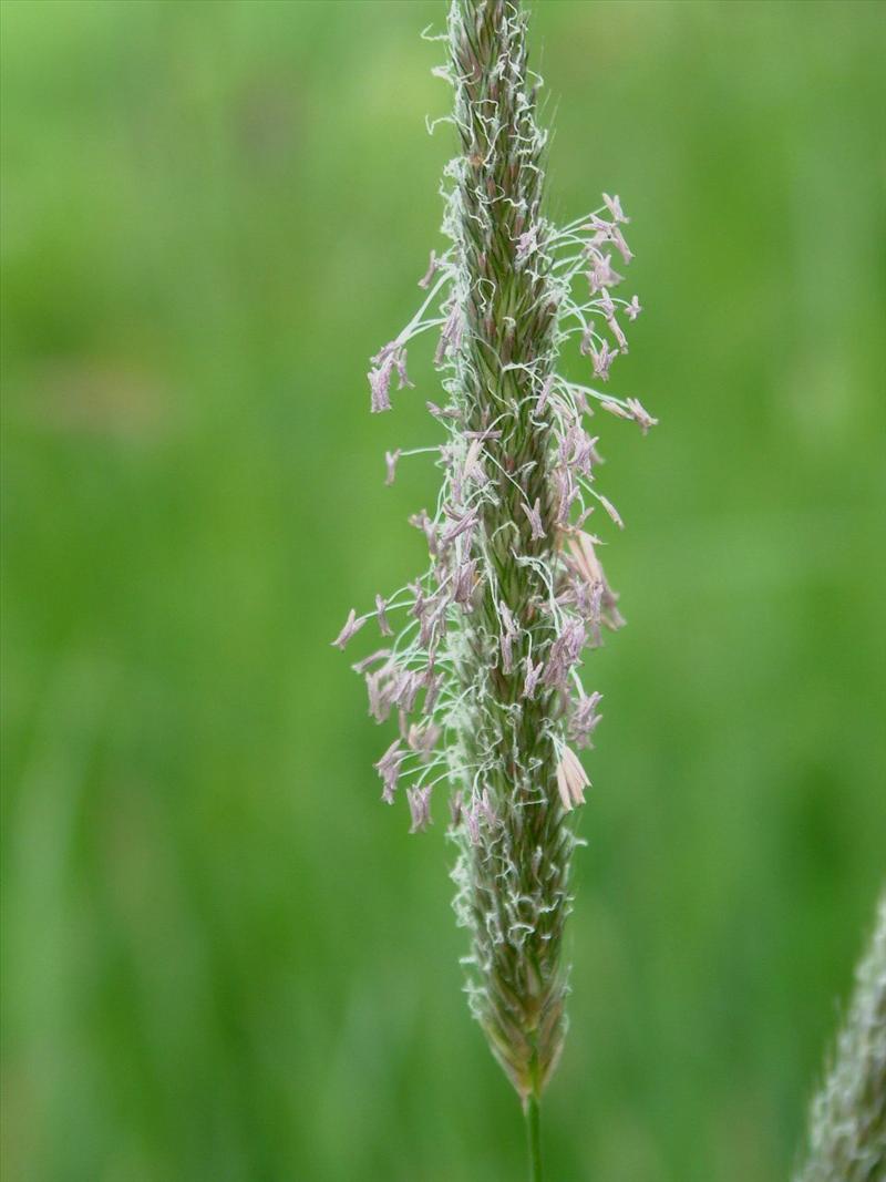 Alopecurus pratensis (door Adrie van Heerden)