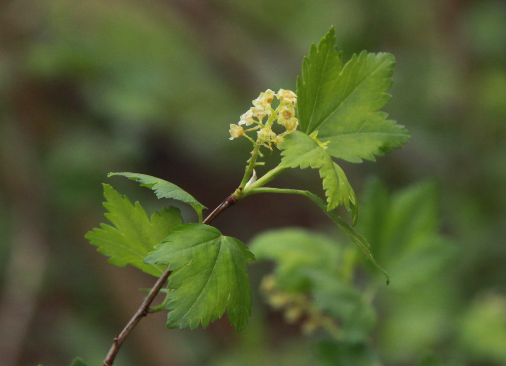 Ribes alpinum (door Peter Meininger)