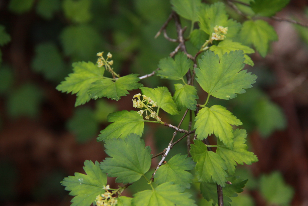 Ribes alpinum (door Peter Meininger)